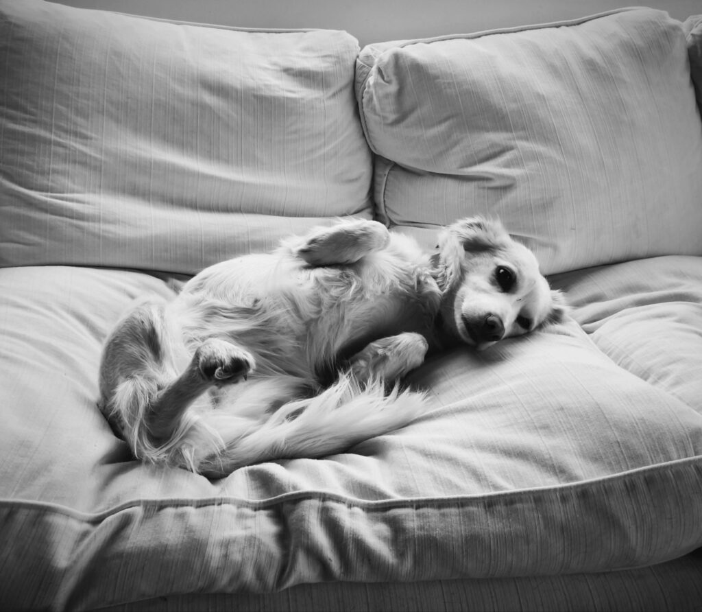 una pulga o garrapata